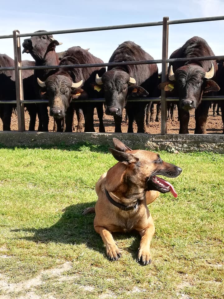 bufale con cane